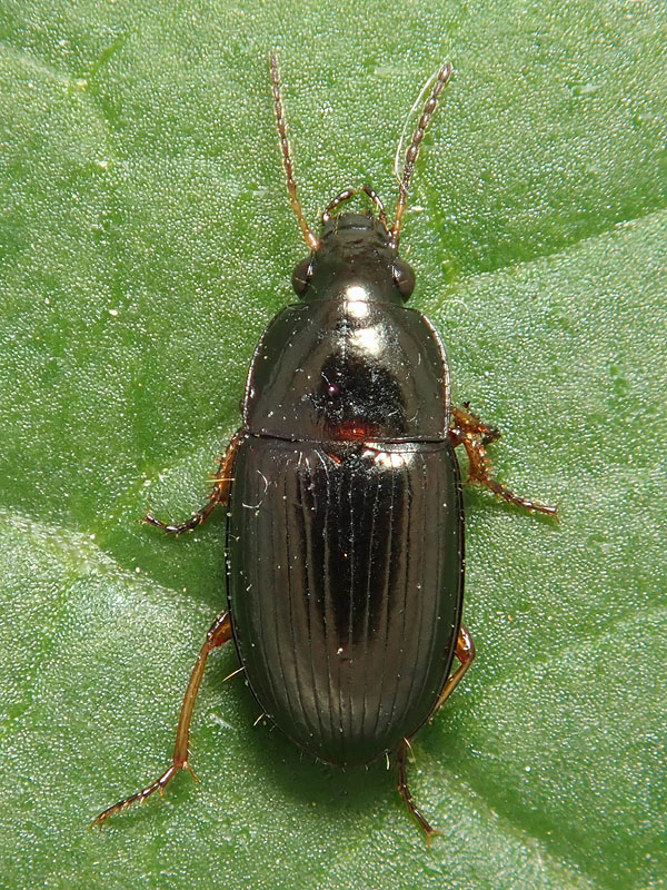 Carabidae: Harpalus? No, Amara lucida